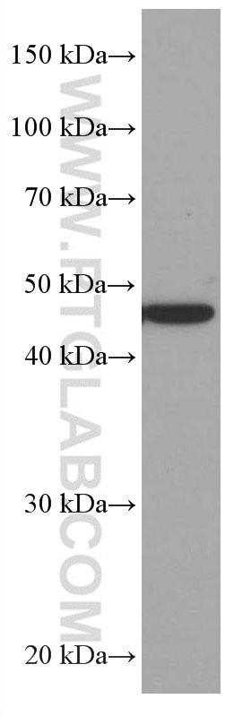 Western Blot (WB) analysis of LNCaP cells using MRPS27 Monoclonal antibody (66724-1-Ig)