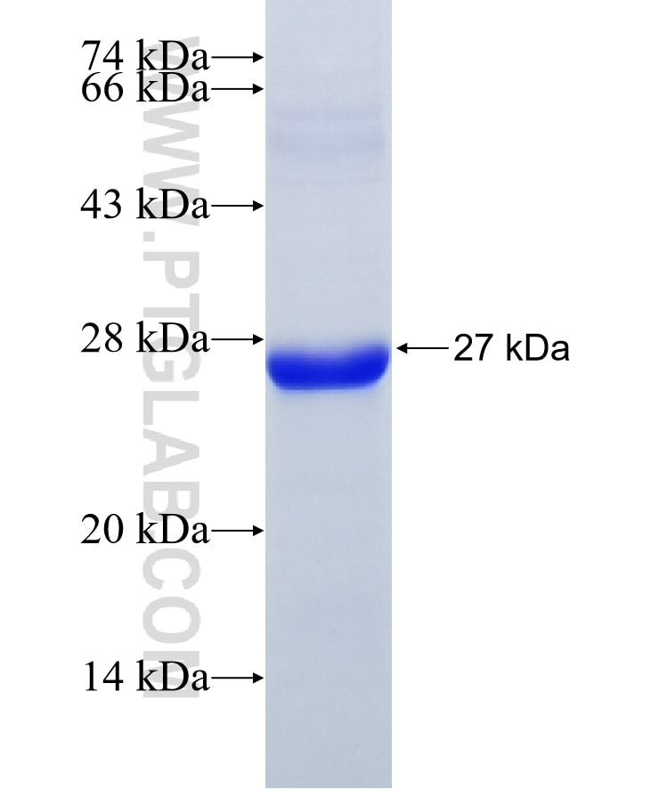 MRPS27 fusion protein Ag11223 SDS-PAGE