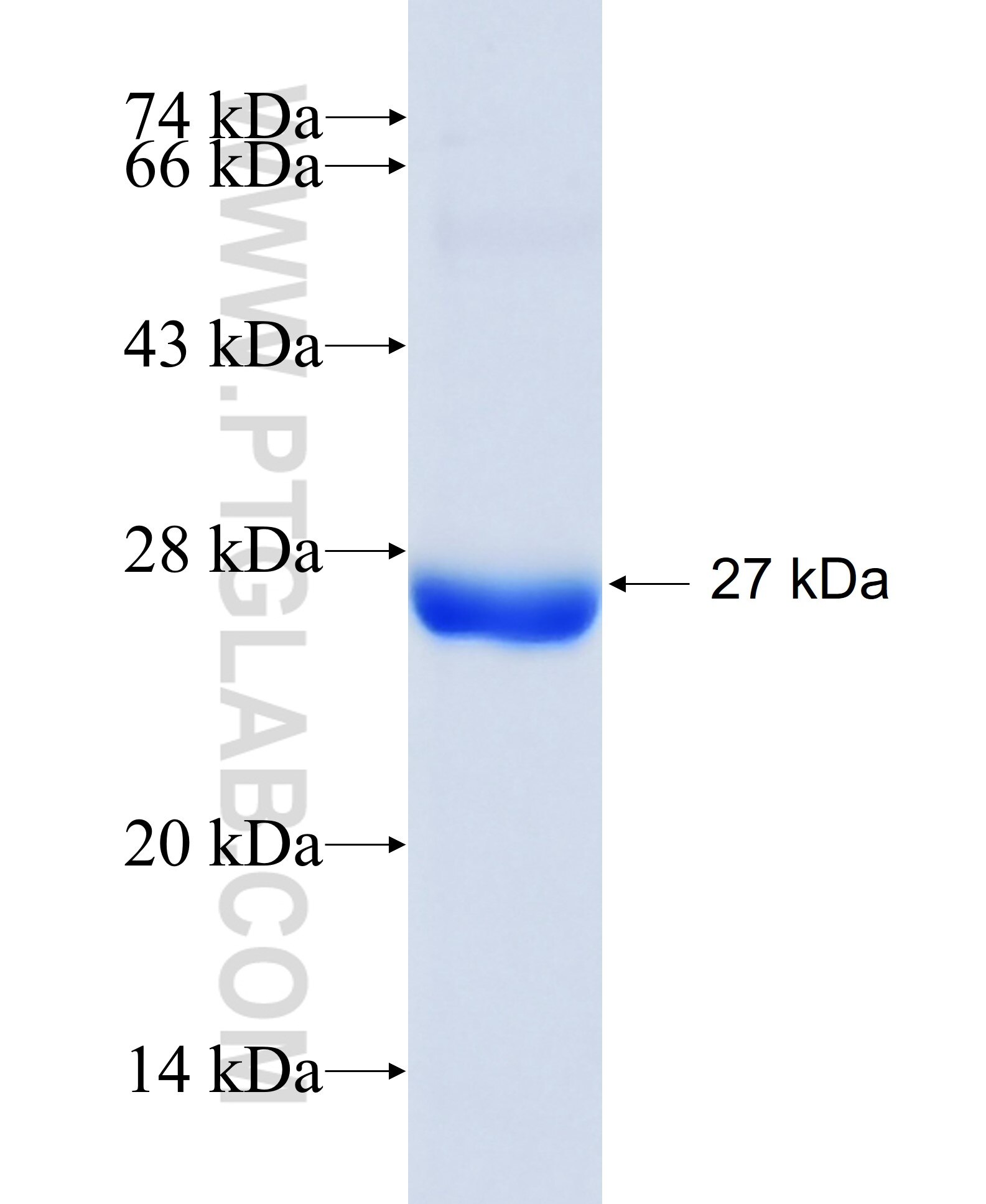 MRPS27 fusion protein Ag11223 SDS-PAGE