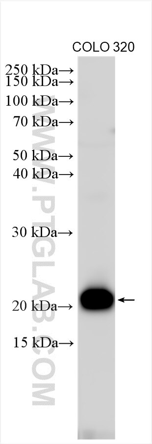 Western Blot (WB) analysis of various lysates using MRPS28 Polyclonal antibody (16378-1-AP)
