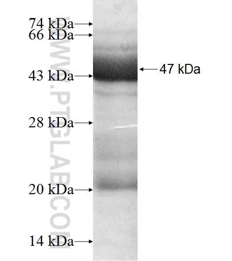 MRPS28 fusion protein Ag9354 SDS-PAGE