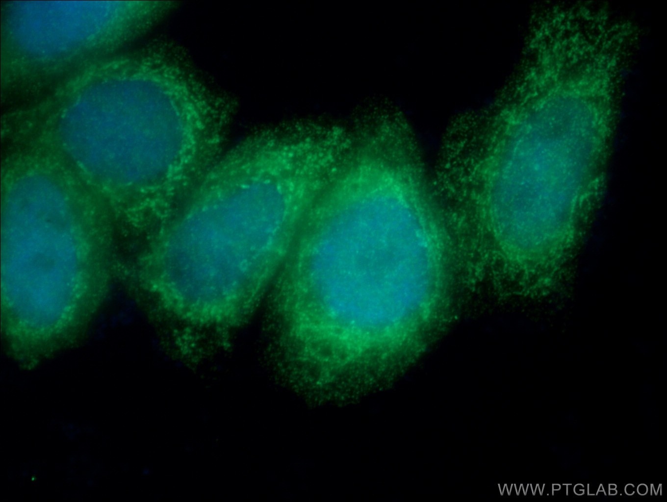 Immunofluorescence (IF) / fluorescent staining of HepG2 cells using MRPS30 Polyclonal antibody (18441-1-AP)