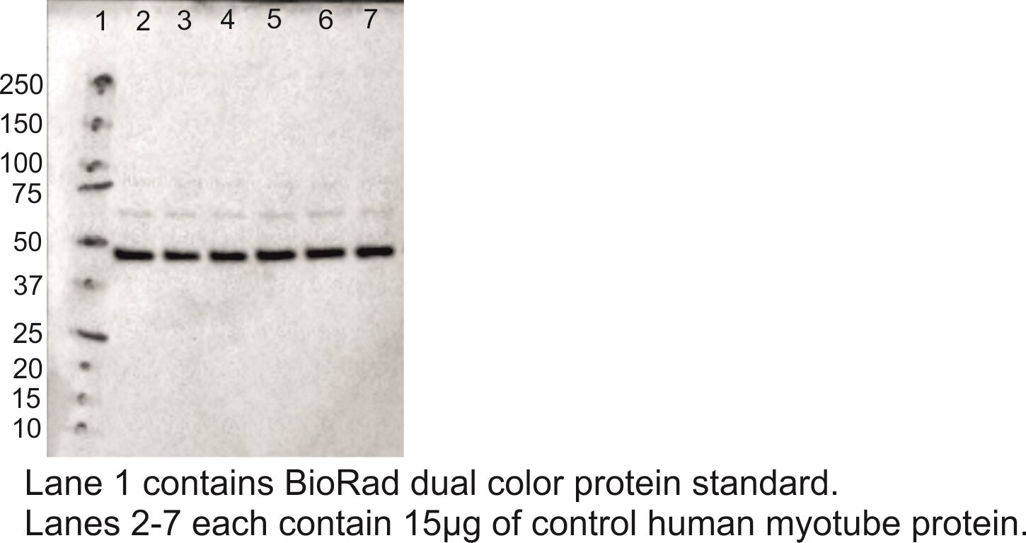 Western Blot (WB) analysis of human myotube protein using MRPS30 Polyclonal antibody (18441-1-AP)