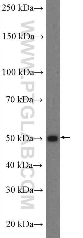 Western Blot (WB) analysis of HeLa cells using MRPS30 Polyclonal antibody (18441-1-AP)
