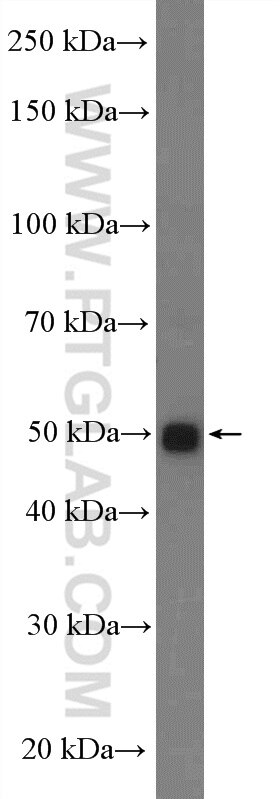 Western Blot (WB) analysis of mouse liver mitochondria tissue using MRPS30 Polyclonal antibody (18441-1-AP)