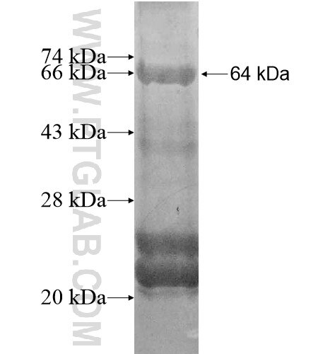 MRPS30 fusion protein Ag13271 SDS-PAGE