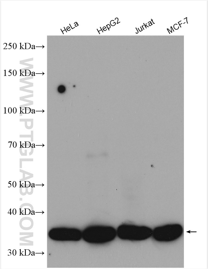 Western Blot (WB) analysis of various lysates using MRPS31 Polyclonal antibody (16288-1-AP)