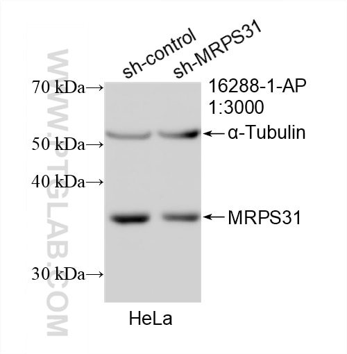 Western Blot (WB) analysis of HeLa cells using MRPS31 Polyclonal antibody (16288-1-AP)