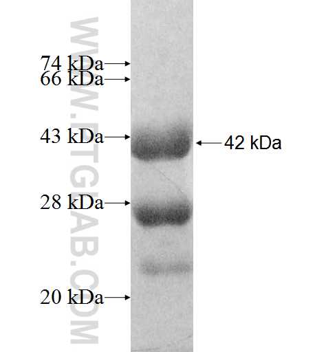 MRPS31 fusion protein Ag9428 SDS-PAGE