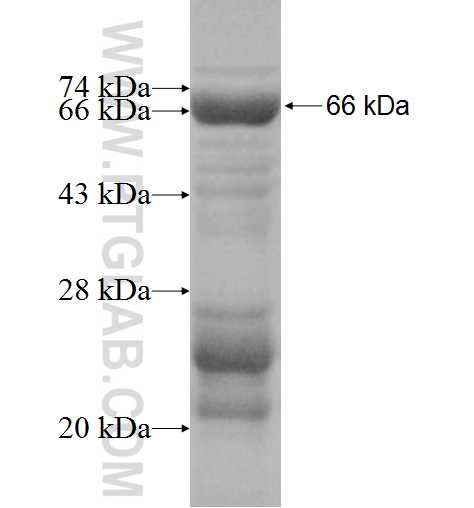MRPS31 fusion protein Ag9434 SDS-PAGE