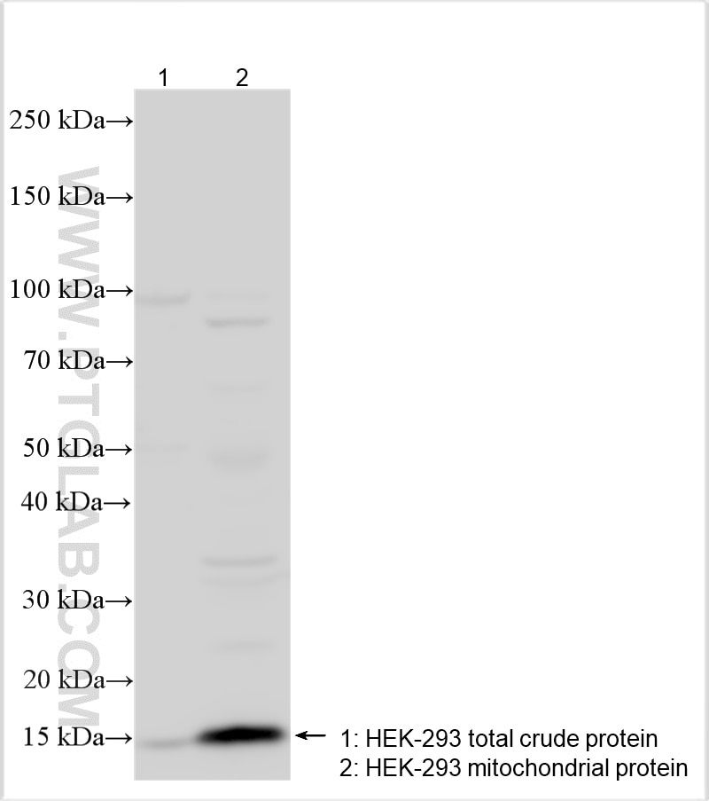 Western Blot (WB) analysis of various lysates using MRPS33 Polyclonal antibody (17162-1-AP)