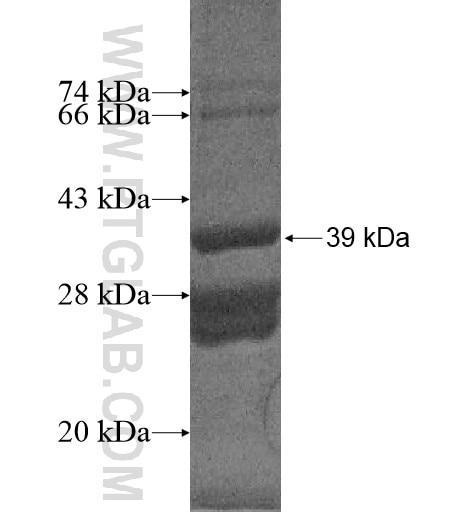 MRPS33 fusion protein Ag10566 SDS-PAGE