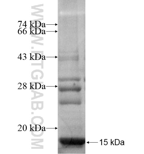 MRPS33 fusion protein Ag10642 SDS-PAGE