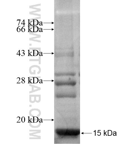 MRPS33 fusion protein Ag10642 SDS-PAGE