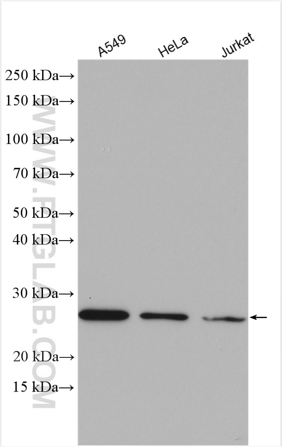 Western Blot (WB) analysis of various lysates using MRPS34 Polyclonal antibody (15166-1-AP)