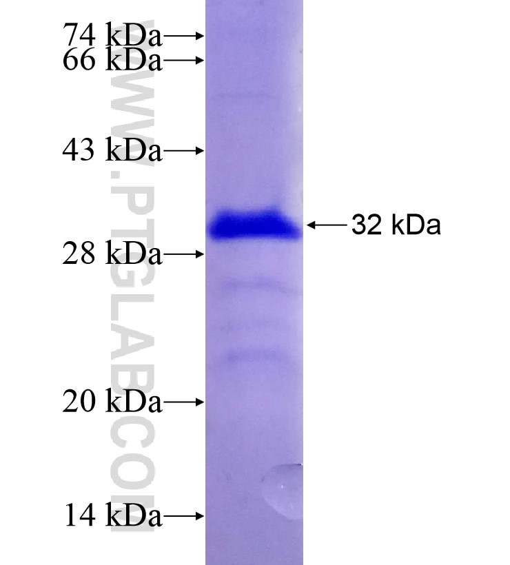 MRPS34 fusion protein Ag7302 SDS-PAGE