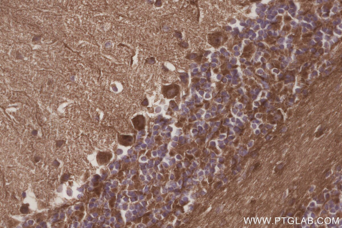 Immunohistochemistry (IHC) staining of mouse cerebellum tissue using MRPS35 Polyclonal antibody (16457-1-AP)