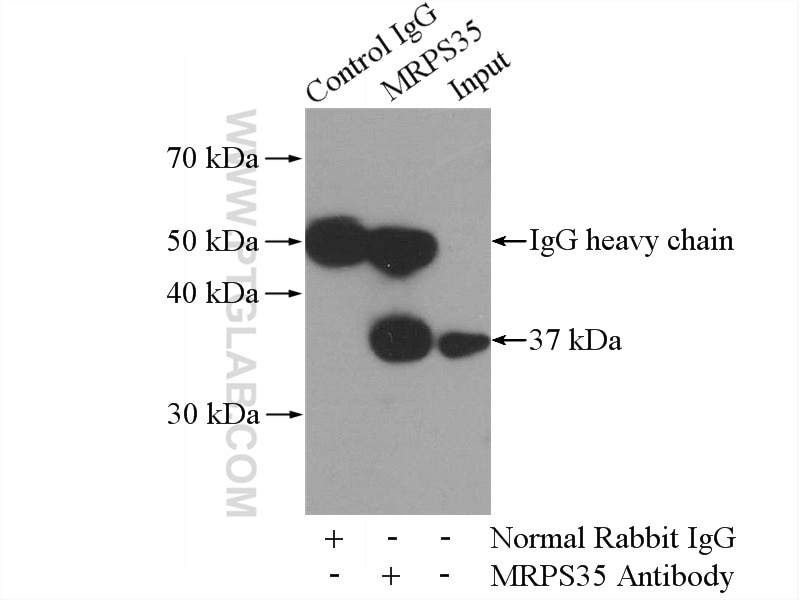 Immunoprecipitation (IP) experiment of HeLa cells using MRPS35 Polyclonal antibody (16457-1-AP)