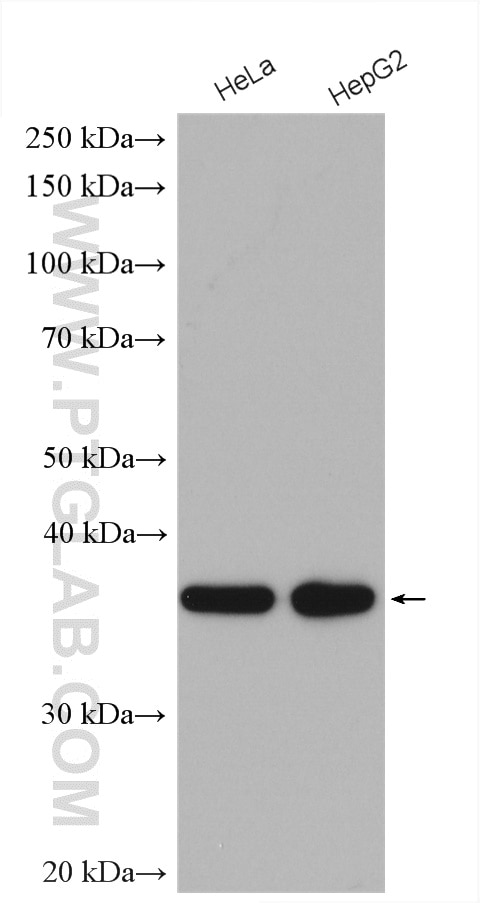 Western Blot (WB) analysis of various lysates using MRPS35 Polyclonal antibody (16457-1-AP)