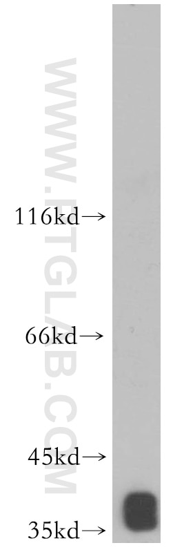 Western Blot (WB) analysis of human heart tissue using MRPS35 Polyclonal antibody (16457-1-AP)