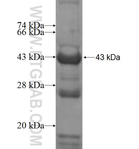 MRPS35 fusion protein Ag9430 SDS-PAGE