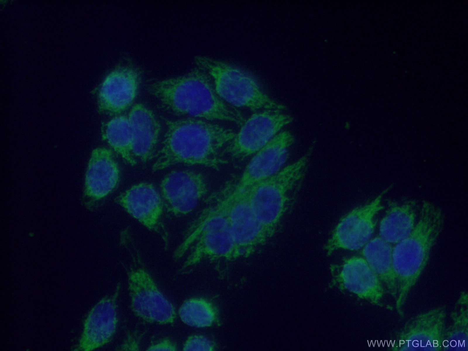 Immunofluorescence (IF) / fluorescent staining of HeLa cells using MRPS36 Polyclonal antibody (16279-1-AP)