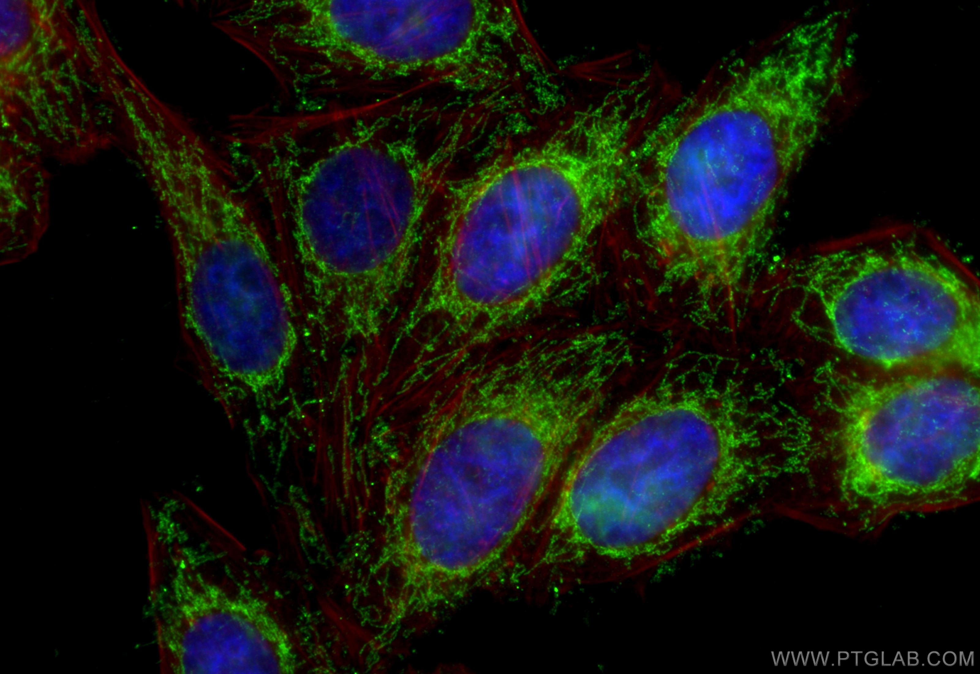 Immunofluorescence (IF) / fluorescent staining of HepG2 cells using MRPS36 Polyclonal antibody (16279-1-AP)