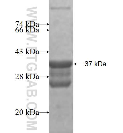 MRPS36 fusion protein Ag9359 SDS-PAGE