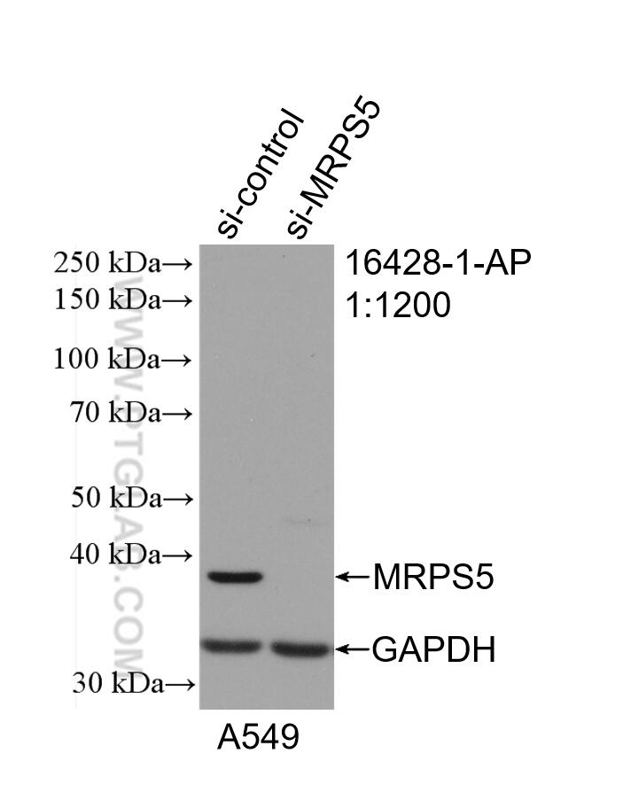 Western Blot (WB) analysis of HeLa cells using MRPS5 Polyclonal antibody (16428-1-AP)