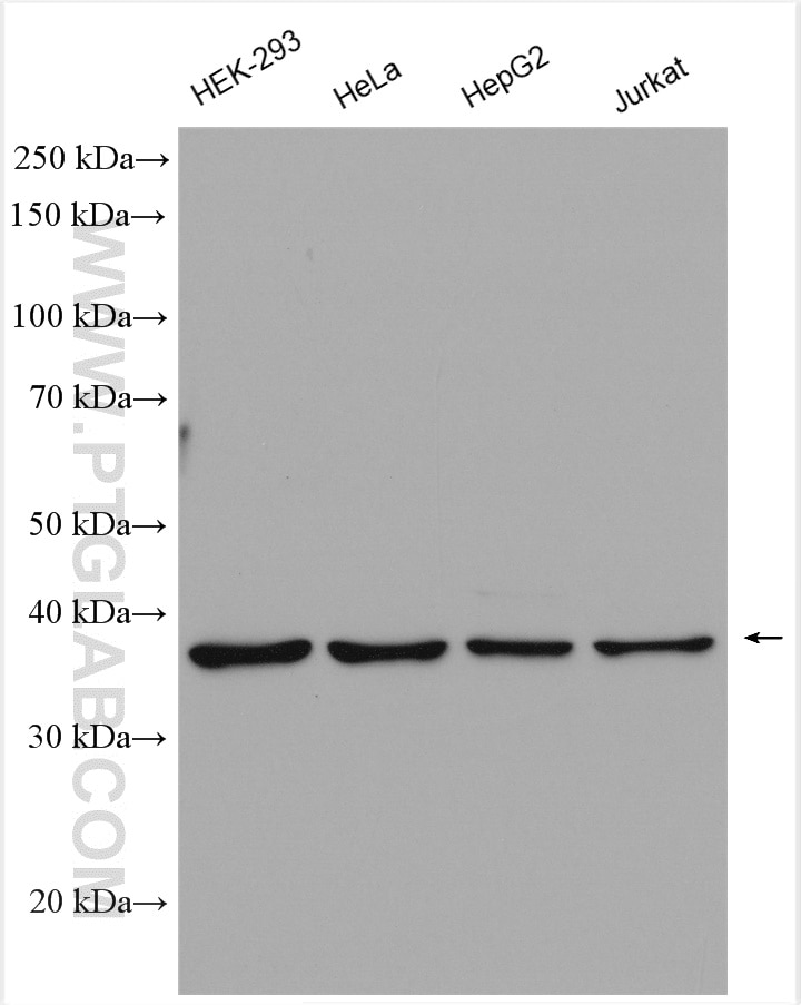 Western Blot (WB) analysis of various lysates using MRPS5 Polyclonal antibody (16428-1-AP)