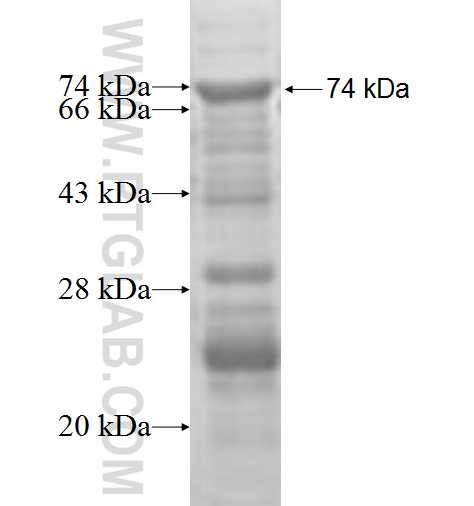 MRPS5 fusion protein Ag9672 SDS-PAGE