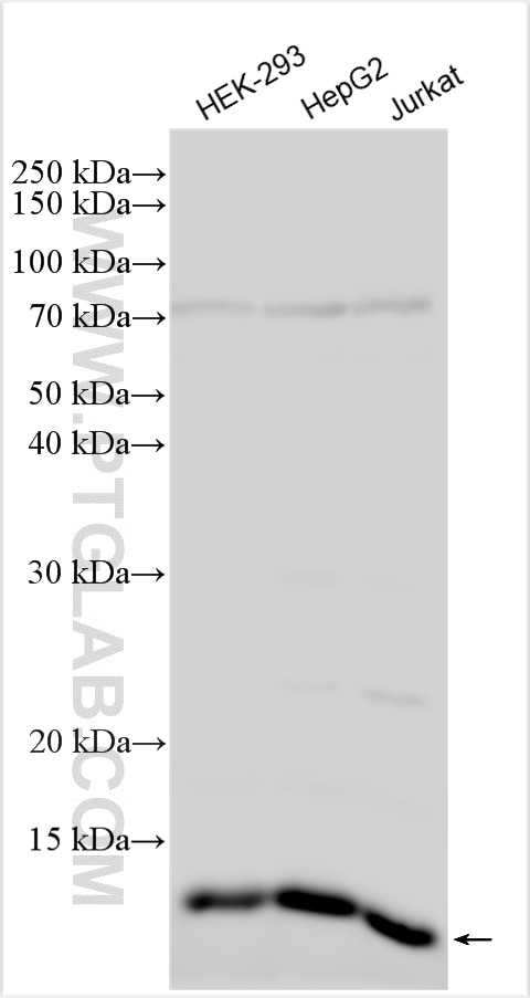 Western Blot (WB) analysis of various lysates using MRPS6 Polyclonal antibody (16273-1-AP)