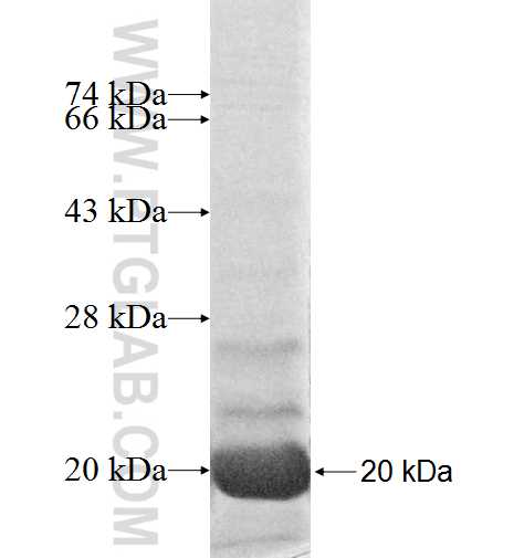 MRPS6 fusion protein Ag9228 SDS-PAGE