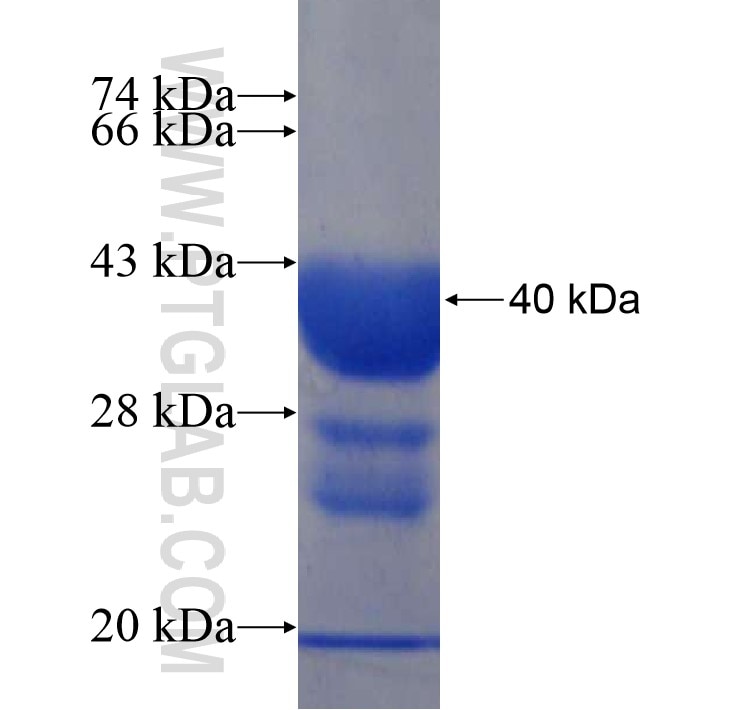 MRPS6 fusion protein Ag9345 SDS-PAGE
