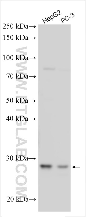 Western Blot (WB) analysis of various lysates using MRPS7 Polyclonal antibody (26828-1-AP)