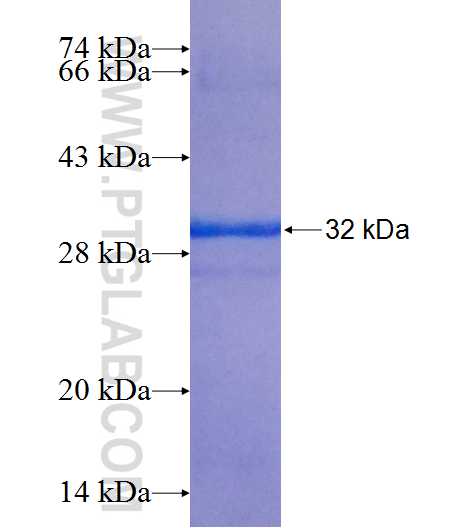 MRPS7 fusion protein Ag25325 SDS-PAGE