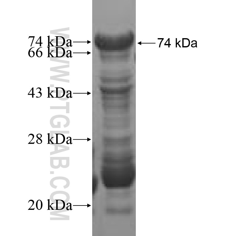 MRPS7 fusion protein Ag7208 SDS-PAGE