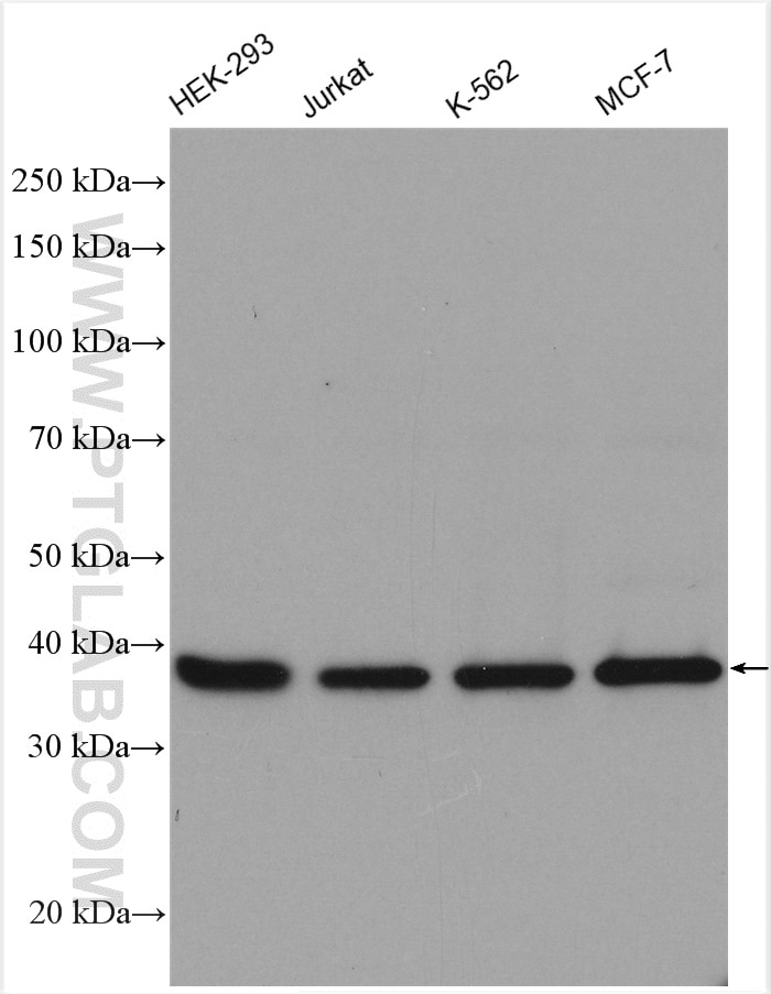 Western Blot (WB) analysis of various lysates using MRPS9 Polyclonal antibody (16533-1-AP)