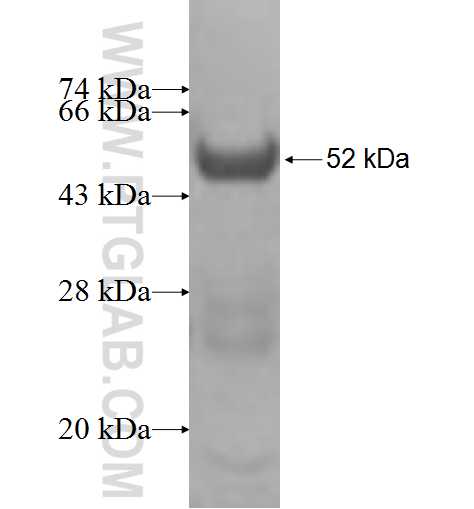 MRPS9 fusion protein Ag9809 SDS-PAGE