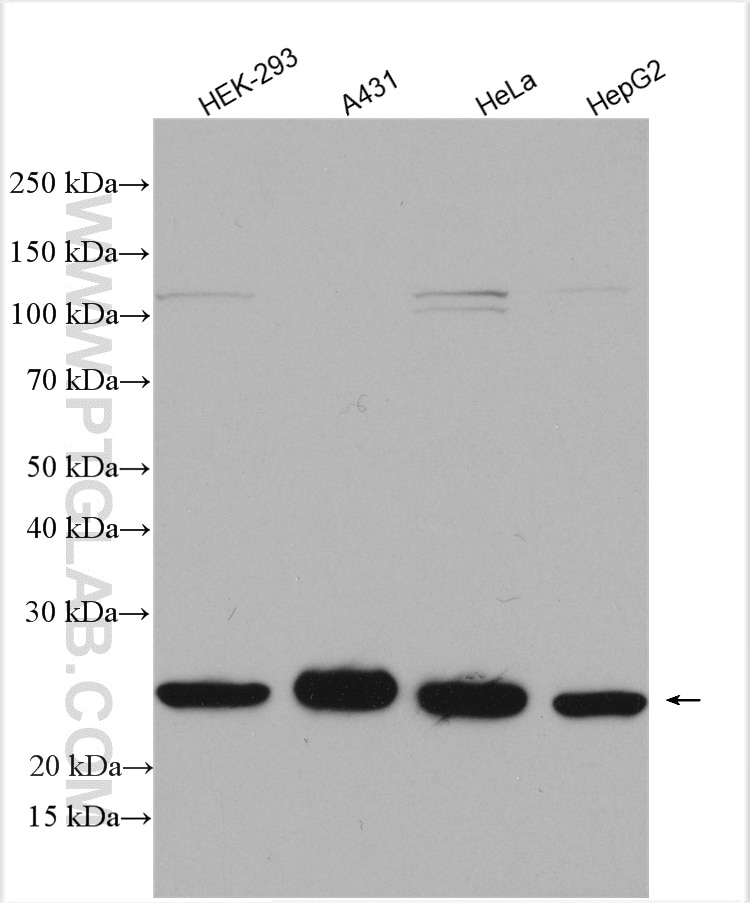 Western Blot (WB) analysis of various lysates using MRRF Polyclonal antibody (12357-2-AP)