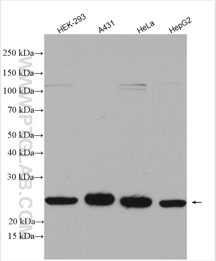 WB analysis using 12357-2-AP