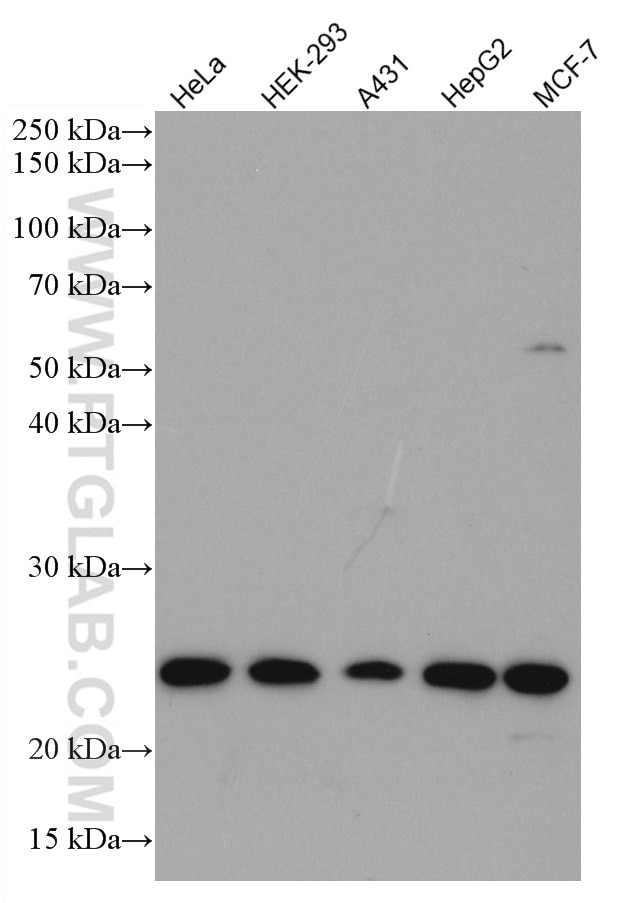 Western Blot (WB) analysis of various lysates using MRRF Monoclonal antibody (66942-1-Ig)