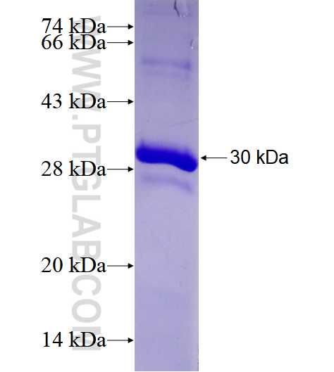 MRRF fusion protein Ag28583 SDS-PAGE