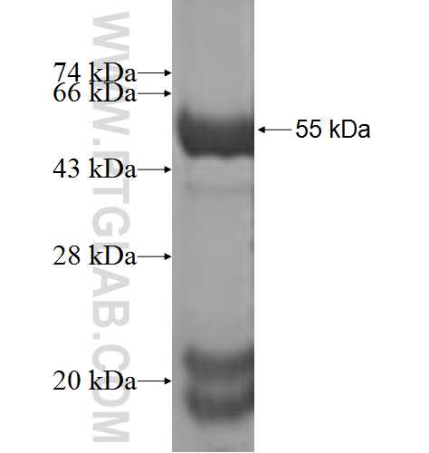 MRRF fusion protein Ag3021 SDS-PAGE