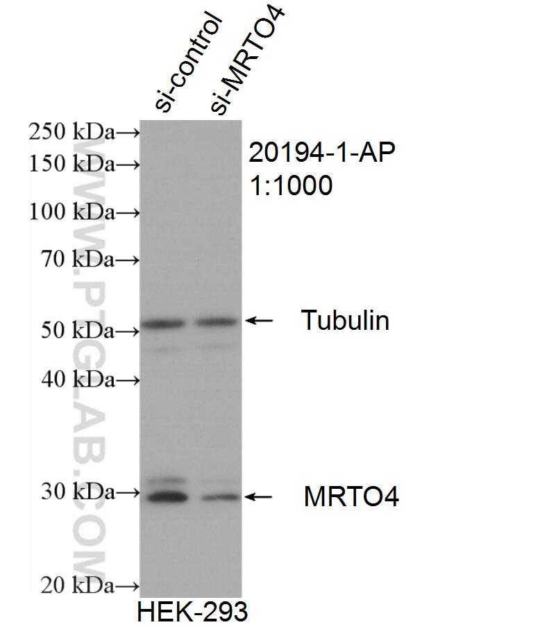 Western Blot (WB) analysis of HEK-293 cells using MRTO4 Polyclonal antibody (20194-1-AP)