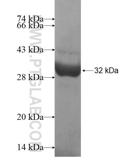 MRTO4 fusion protein Ag14122 SDS-PAGE