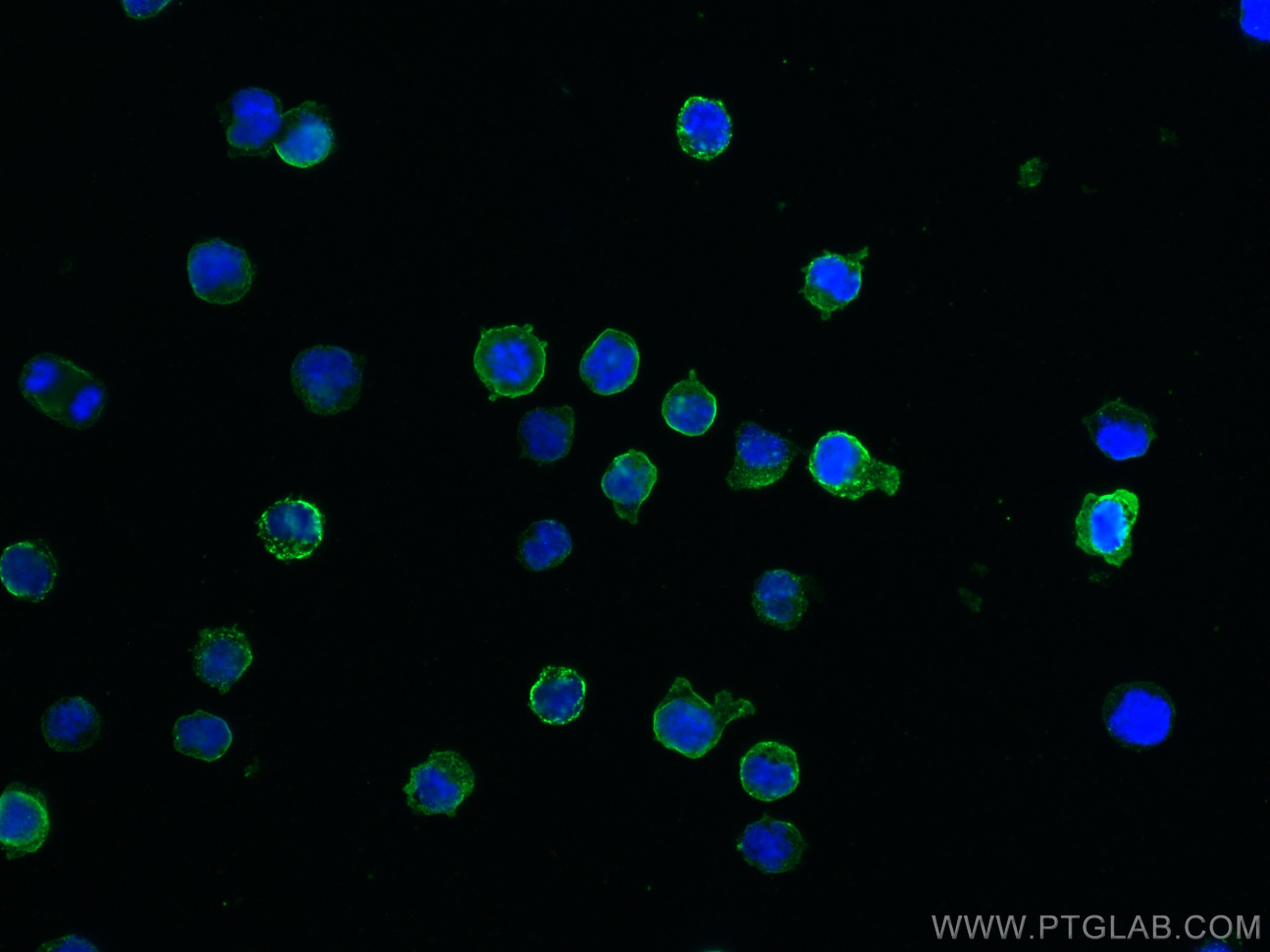 IF Staining of Raji using 24828-1-AP