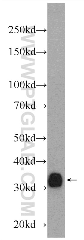 Western Blot (WB) analysis of Raji cells using CD20 Polyclonal antibody (24828-1-AP)