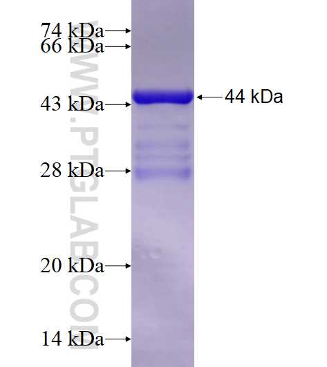MS4A1,CD20 fusion protein Ag17309 SDS-PAGE