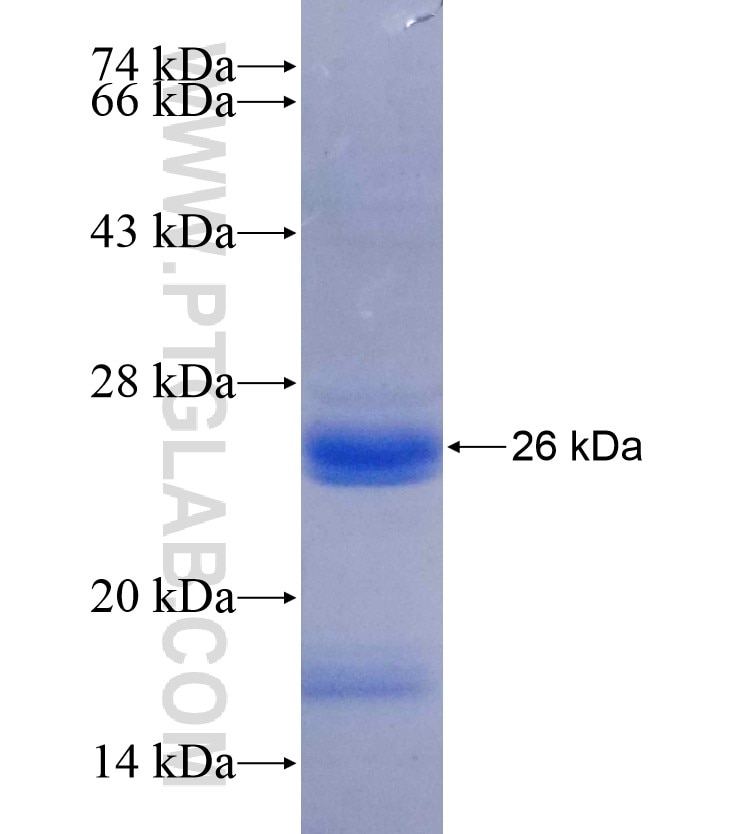 MS4A1,CD20 fusion protein Ag17643 SDS-PAGE